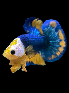 Male Halfmoon Plakat - Mask Face Blue Mustard #1720 - Live Betta Fish