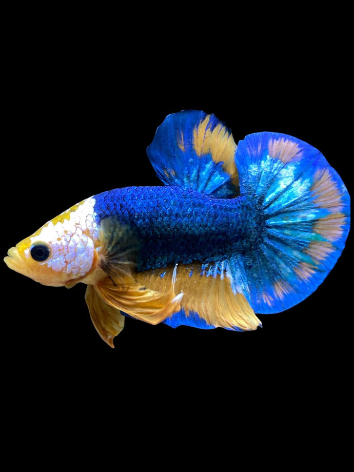 Male Halfmoon Plakat - Mask Face Blue Mustard #1720 - Live Betta Fish