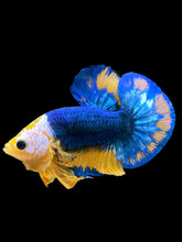 Load image into Gallery viewer, Male Halfmoon Plakat - Mask Face Blue Mustard #1720 - Live Betta Fish
