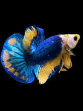 Load image into Gallery viewer, Male Halfmoon Plakat - Mask Face Blue Mustard #1720 - Live Betta Fish
