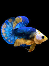 Load image into Gallery viewer, Male Halfmoon Plakat - Mask Face Blue Mustard #1720 - Live Betta Fish

