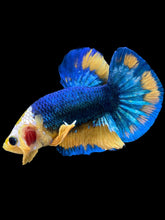 Load image into Gallery viewer, Male Halfmoon Plakat - Mask Face Blue Mustard #1720 - Live Betta Fish
