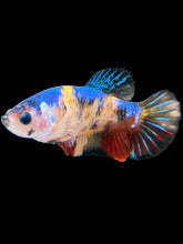 Load image into Gallery viewer, Female Halfmoon Plakat - Galaxy #1722 - Live Betta Fish
