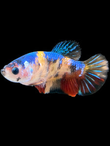 Female Halfmoon Plakat - Galaxy #1722 - Live Betta Fish