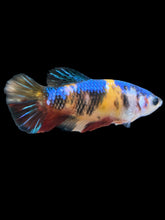 Load image into Gallery viewer, Female Halfmoon Plakat - Galaxy #1722 - Live Betta Fish

