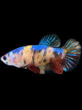 Load image into Gallery viewer, Female Halfmoon Plakat - Galaxy #1722 - Live Betta Fish

