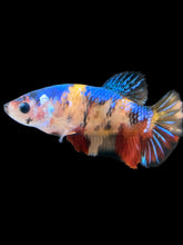 Load image into Gallery viewer, Female Halfmoon Plakat - Galaxy #1722 - Live Betta Fish
