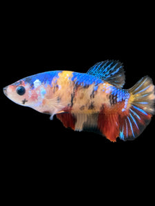 Female Halfmoon Plakat - Galaxy #1722 - Live Betta Fish