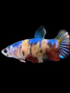 Female Halfmoon Plakat - Galaxy #1722 - Live Betta Fish
