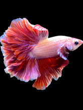 Load image into Gallery viewer, Male Rosetail - Purple #1723 - Live Betta Fish
