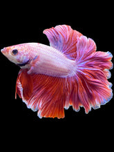 Load image into Gallery viewer, Male Rosetail - Purple #1723 - Live Betta Fish
