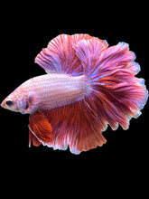 Load image into Gallery viewer, Male Rosetail - Purple #1723 - Live Betta Fish
