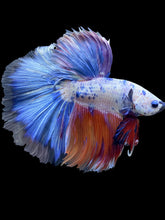 Load image into Gallery viewer, Male Halfmoon - Candy #1726 - Live Betta Fish
