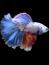 Load image into Gallery viewer, Male Halfmoon - Candy #1726 - Live Betta Fish
