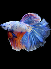 Load image into Gallery viewer, Male Halfmoon - Candy #1726 - Live Betta Fish
