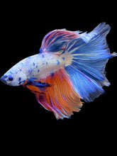 Load image into Gallery viewer, Male Halfmoon - Candy #1726 - Live Betta Fish

