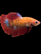 Load image into Gallery viewer, TOP GRADE Female Halfmoon - Red FCCP #1727 - Live Betta Fish
