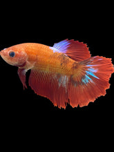 Load image into Gallery viewer, TOP GRADE Female Halfmoon - Red FCCP #1727 - Live Betta Fish
