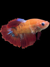 Load image into Gallery viewer, TOP GRADE Female Halfmoon - Red FCCP #1727 - Live Betta Fish
