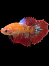 Load image into Gallery viewer, TOP GRADE Female Halfmoon - Red FCCP #1727 - Live Betta Fish
