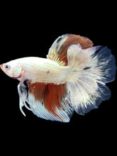 Load image into Gallery viewer, Male Fullmoon - Snow Candy #1728 - Live Betta Fish
