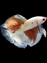Load image into Gallery viewer, Male Fullmoon - Snow Candy #1728 - Live Betta Fish
