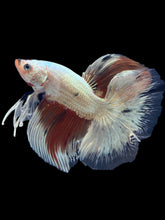 Load image into Gallery viewer, Male Fullmoon - Snow Candy #1728 - Live Betta Fish
