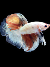 Load image into Gallery viewer, Male Fullmoon - Snow Candy #1728 - Live Betta Fish
