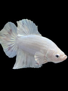 Male Halfmoon Plakat - White Metallic #1729 - Live Betta Fish