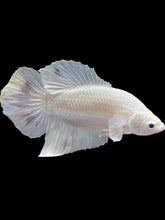 Load image into Gallery viewer, Male Halfmoon Plakat - White Metallic #1729 - Live Betta Fish
