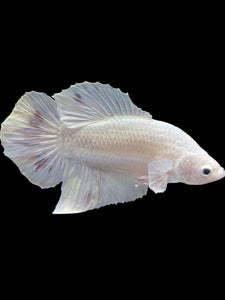 Male Halfmoon Plakat - White Metallic #1729 - Live Betta Fish