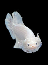 Load image into Gallery viewer, Male Halfmoon Plakat - White Metallic #1729 - Live Betta Fish
