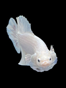 Male Halfmoon Plakat - White Metallic #1729 - Live Betta Fish