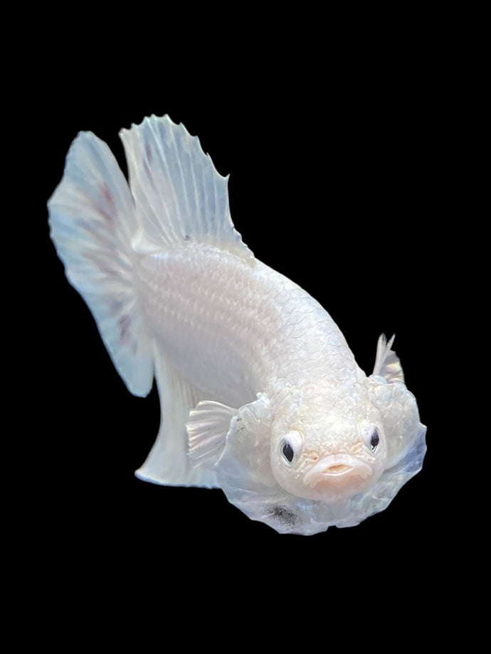 Male Halfmoon Plakat - White Metallic #1729 - Live Betta Fish