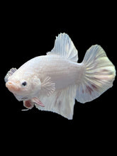Load image into Gallery viewer, Male Halfmoon Plakat - White Metallic #1729 - Live Betta Fish

