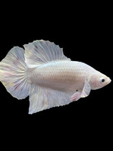 Load image into Gallery viewer, Male Halfmoon Plakat - White Metallic #1729 - Live Betta Fish
