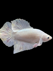 Male Halfmoon Plakat - White Metallic #1729 - Live Betta Fish