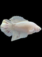Load image into Gallery viewer, Male Halfmoon Plakat - White Metallic #1729 - Live Betta Fish

