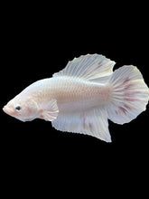Load image into Gallery viewer, Male Halfmoon Plakat - White Metallic #1729 - Live Betta Fish
