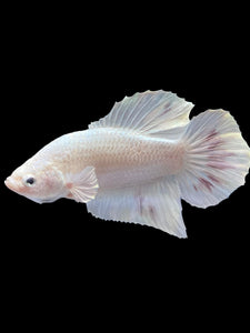 Male Halfmoon Plakat - White Metallic #1729 - Live Betta Fish