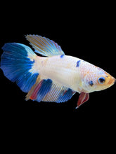 Load image into Gallery viewer, TOP GRADE Female Halfmoon - Candy #1730 - Live Betta Fish
