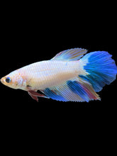 Load image into Gallery viewer, TOP GRADE Female Halfmoon - Candy #1730 - Live Betta Fish
