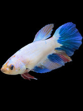 Load image into Gallery viewer, TOP GRADE Female Halfmoon - Candy #1730 - Live Betta Fish
