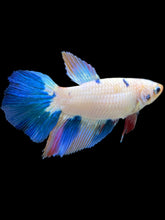 Load image into Gallery viewer, TOP GRADE Female Halfmoon - Candy #1730 - Live Betta Fish
