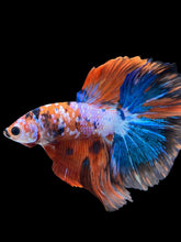Load image into Gallery viewer, Male Halfmoon - Galaxy #1731 - Live Betta Fish
