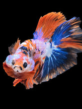 Load image into Gallery viewer, Male Halfmoon - Galaxy #1731 - Live Betta Fish
