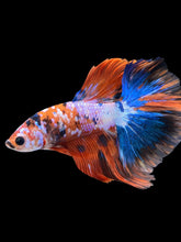 Load image into Gallery viewer, Male Halfmoon - Galaxy #1731 - Live Betta Fish
