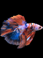 Load image into Gallery viewer, Male Halfmoon - Galaxy #1731 - Live Betta Fish
