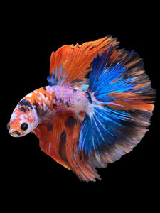 Male Halfmoon - Galaxy #1731 - Live Betta Fish