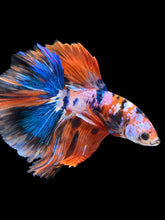 Load image into Gallery viewer, Male Halfmoon - Galaxy #1731 - Live Betta Fish
